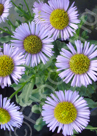 Erigeron glaucus 'Bountiful'